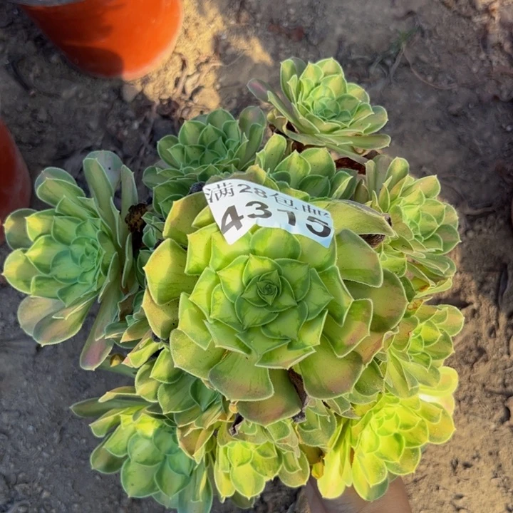 4315韶华多肉植物