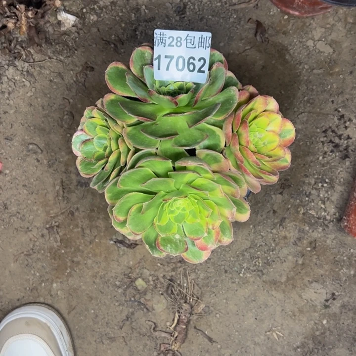 17062两颗多肉植物