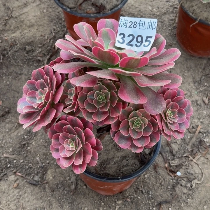 3295美杜莎多肉植物