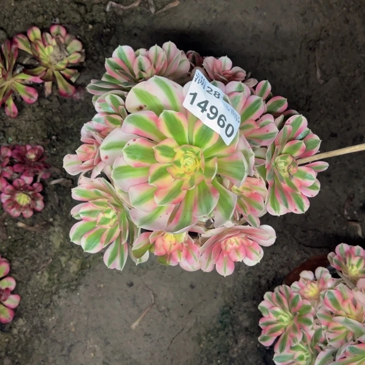 14960女巫多肉植物