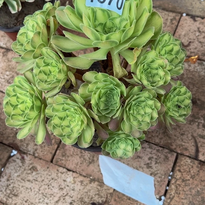 1670韶华多肉植物