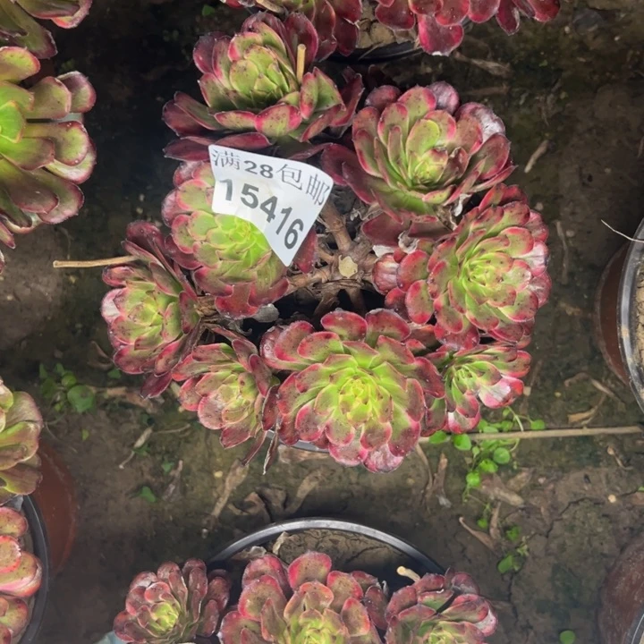15416红金刚多肉植物