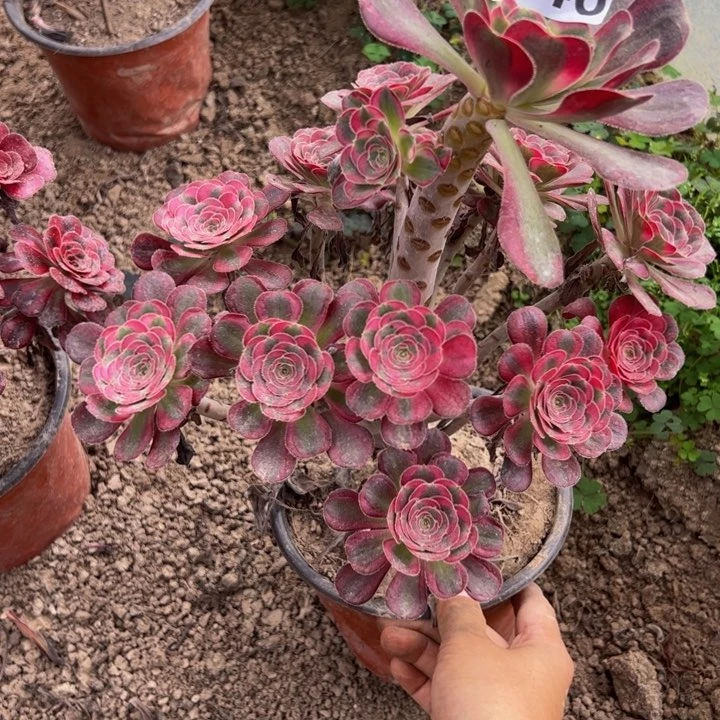 3946丽娜多肉植物