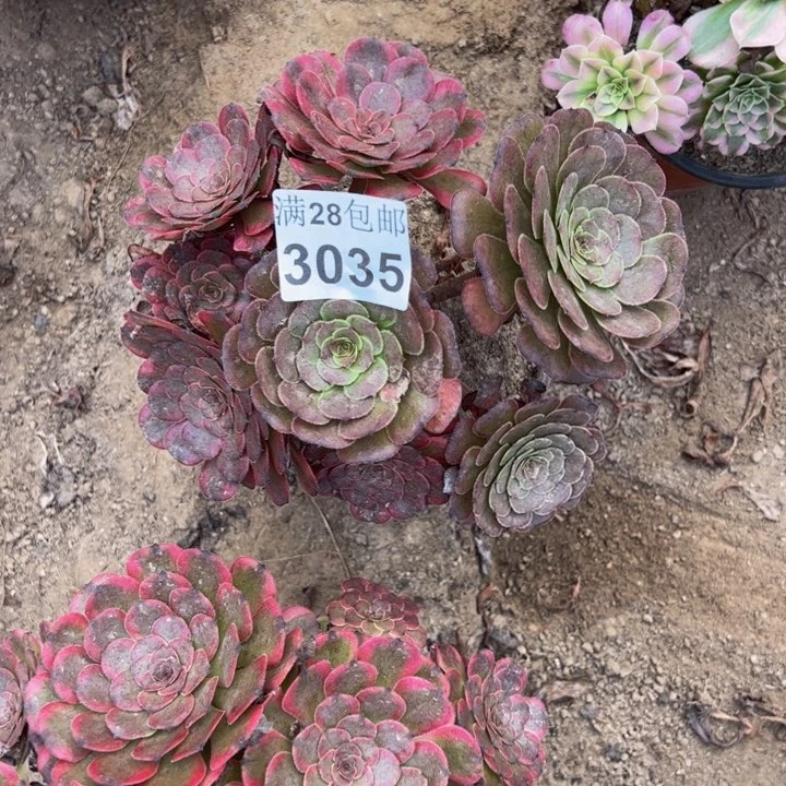 3035红金刚多肉植物