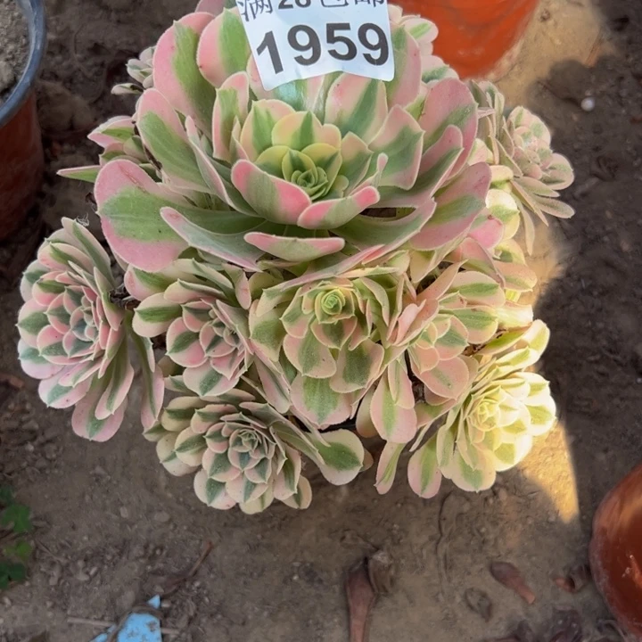 1959女巫多肉植物