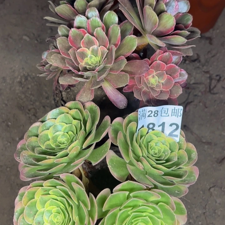 1812两颗多肉植物