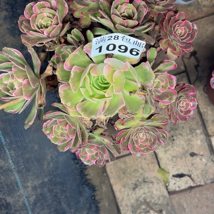 1096安娜多肉植物