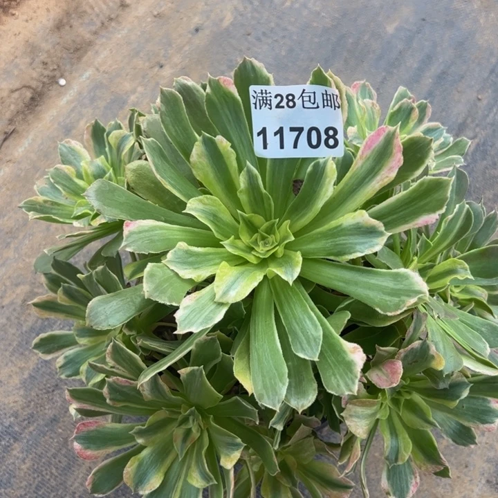 11708光辉多肉植物
