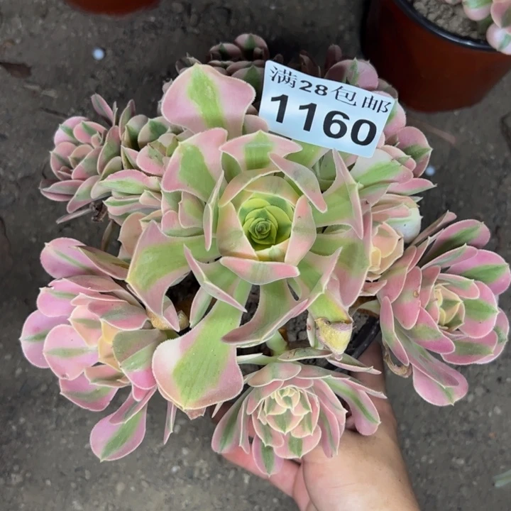 1160女巫多肉植物