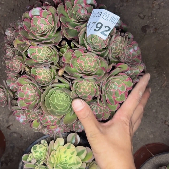 1792安娜多肉植物