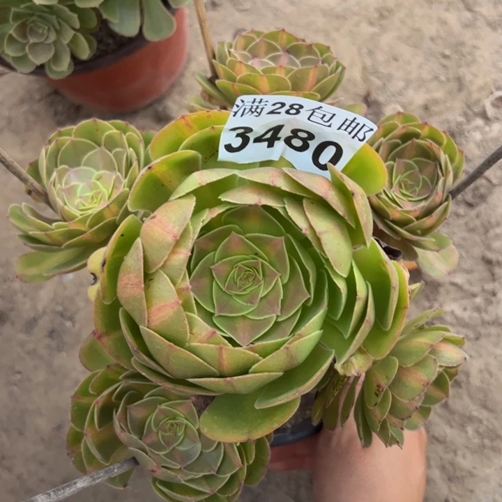 3480抹茶多肉植物