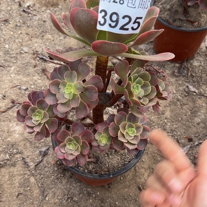 3925不包断枝多肉植物