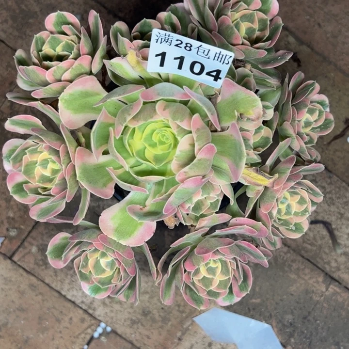 1104粉女郎多肉植物