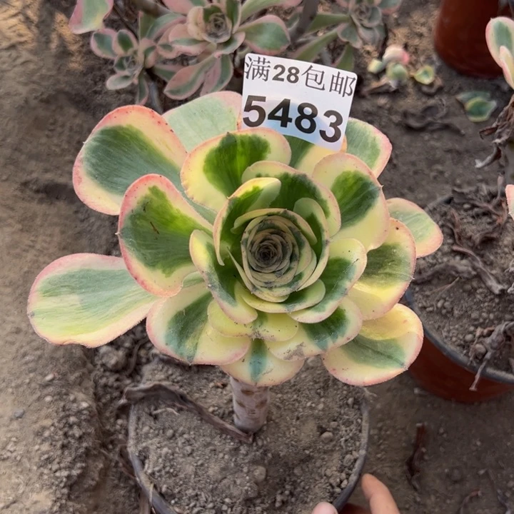 5483燕姿多肉植物