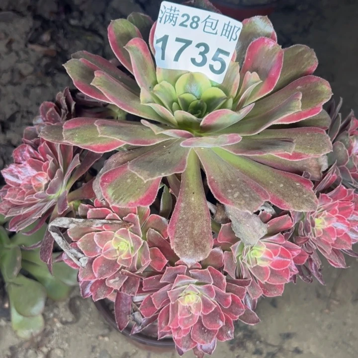 1735蒙娜丽莎多肉植物