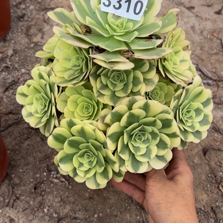 3310绿豆沙多肉植物