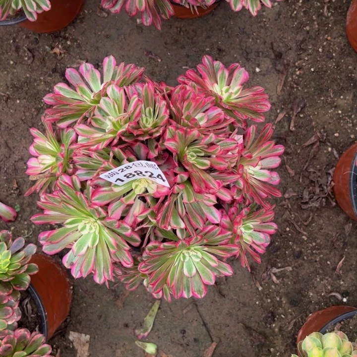 晴**晴18824同白多肉植物