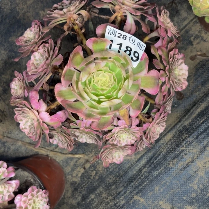 1189同白多肉植物