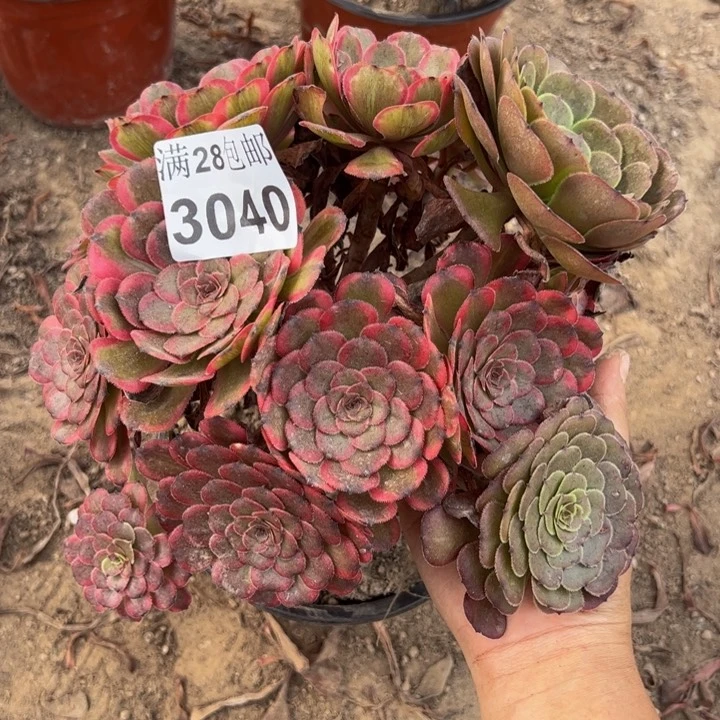 3040红金刚多肉植物