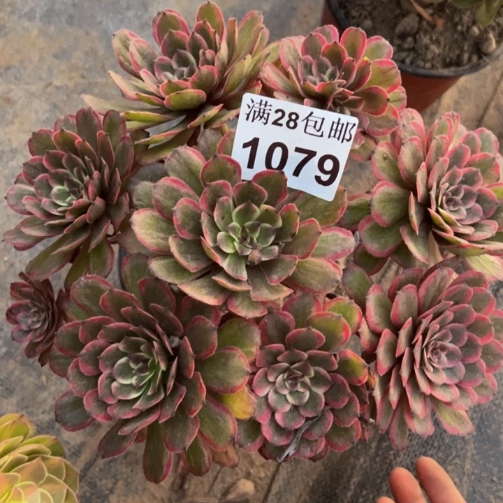 1079紫霞多肉植物