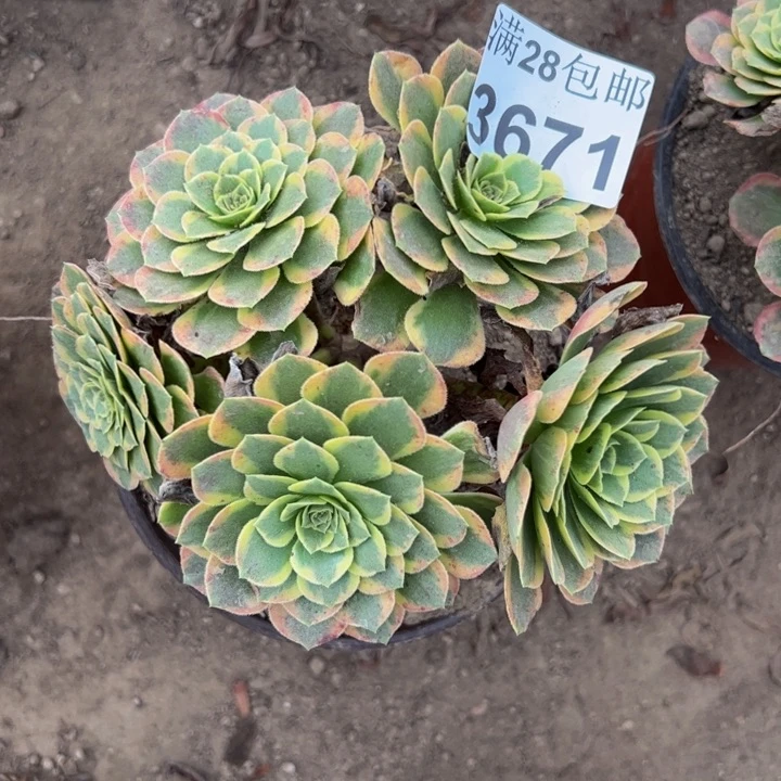 3671朝霞多肉植物