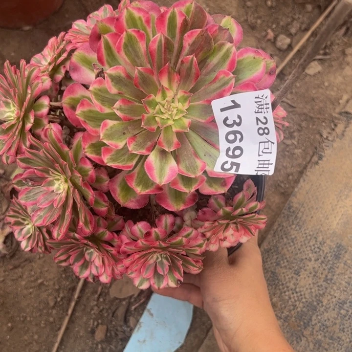 13695同白多肉植物