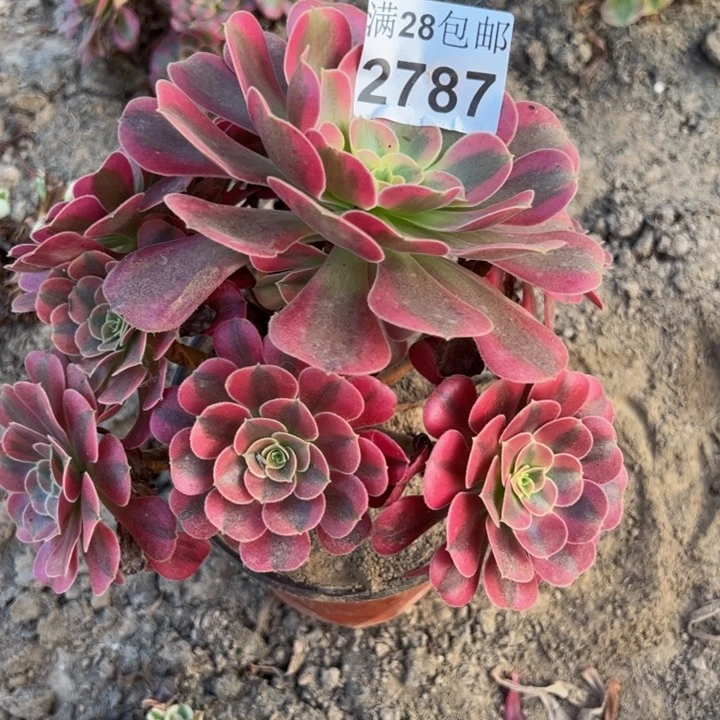 2787不包断枝多肉植物