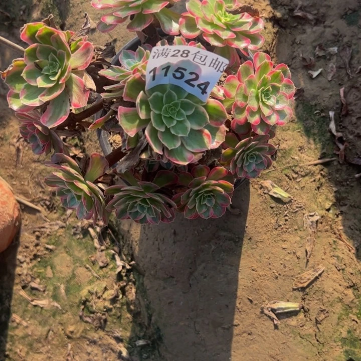 11524安娜多肉植物