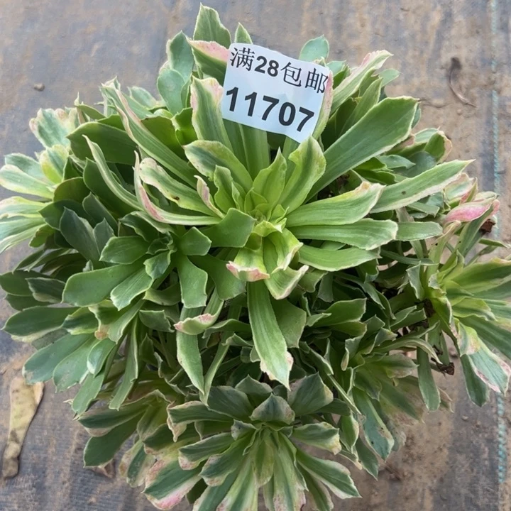 海**空11707光辉多肉植物