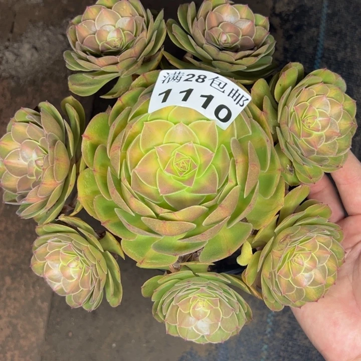 1110抹茶多肉植物