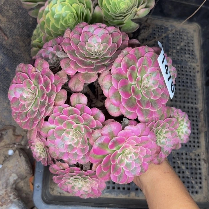 1476两颗多肉植物