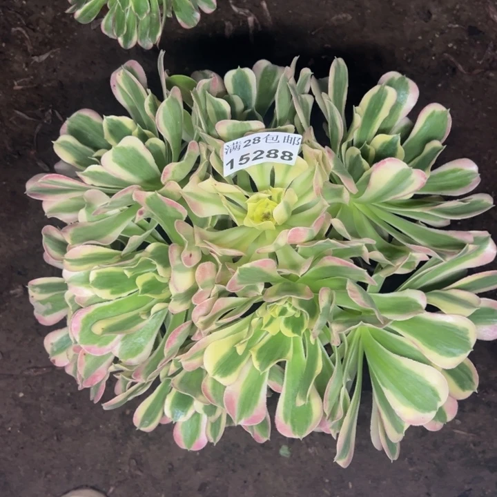 15288白凤多肉植物