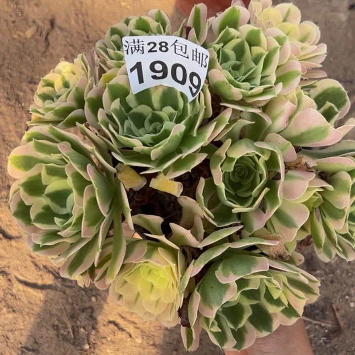 1909白凤多肉植物