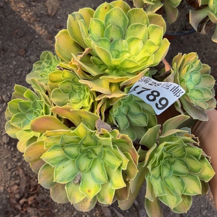 4789韶华不包损多肉植物