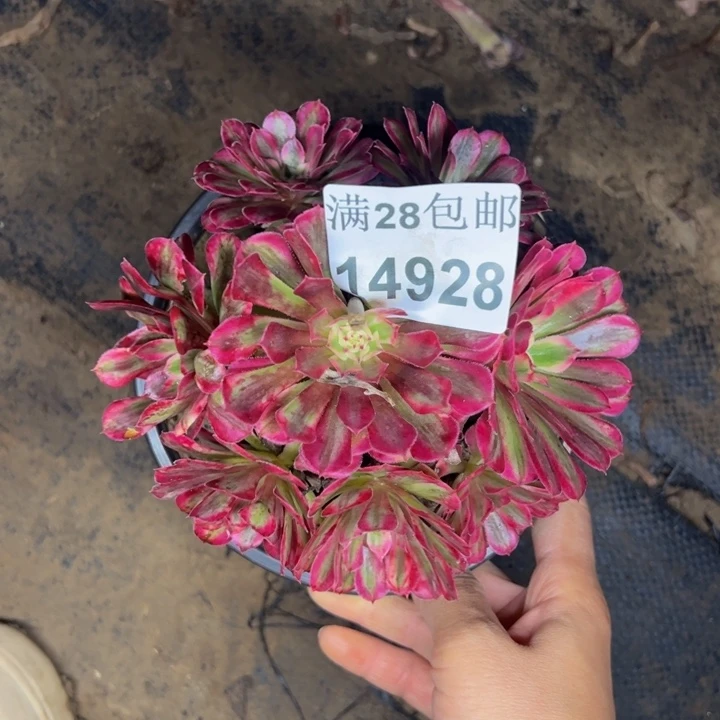 14928同白多肉植物