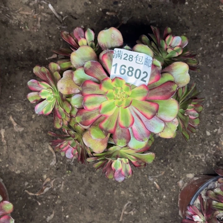 16802舞天姬多肉植物