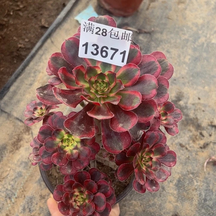 13671南丽娜多肉植物