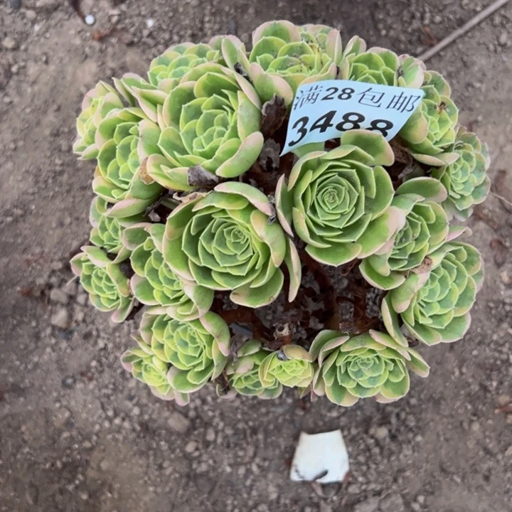 3488奶白多肉植物