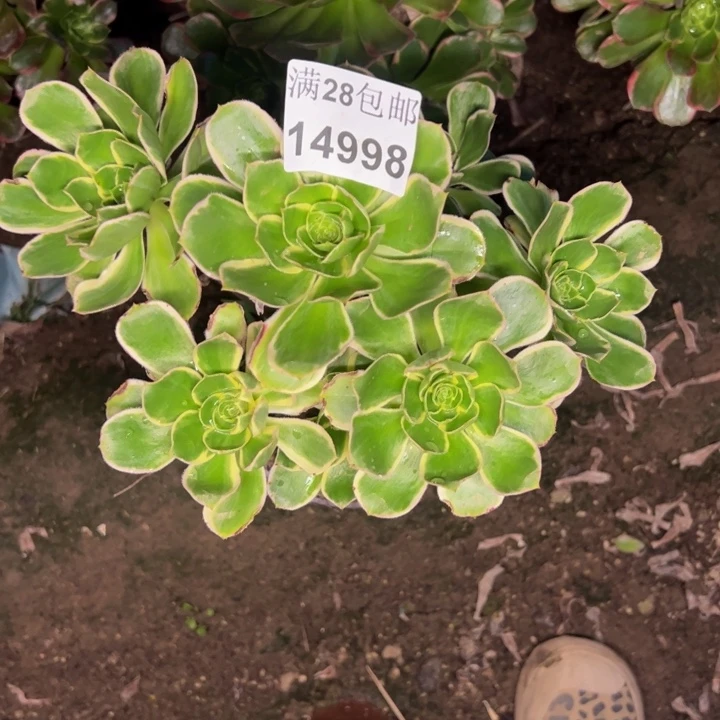 14998玫瑰多肉植物