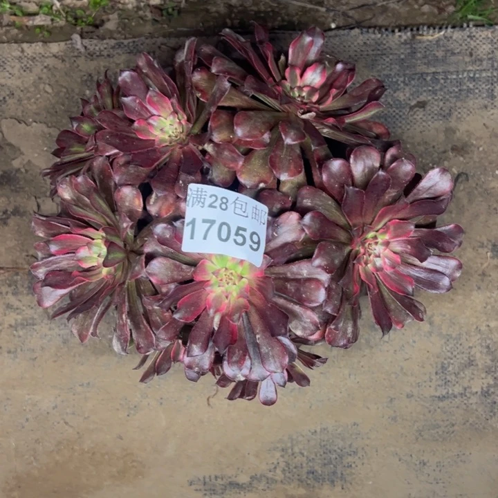 17059雪级多肉植物