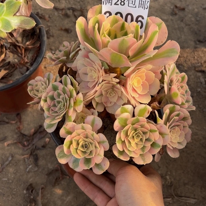 3006女巫多肉植物