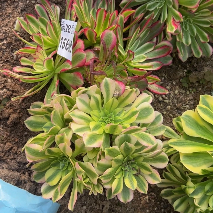 16688两颗不包损多肉植物