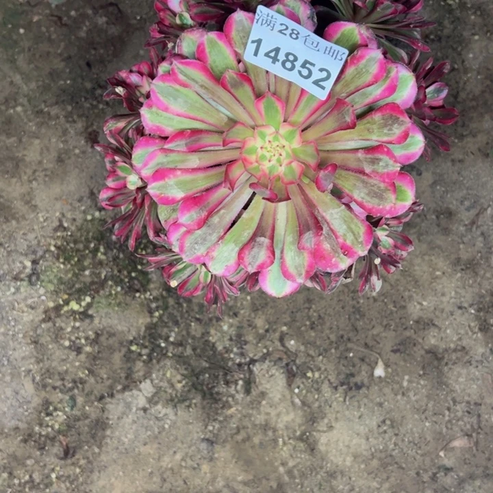 14852同白多肉植物