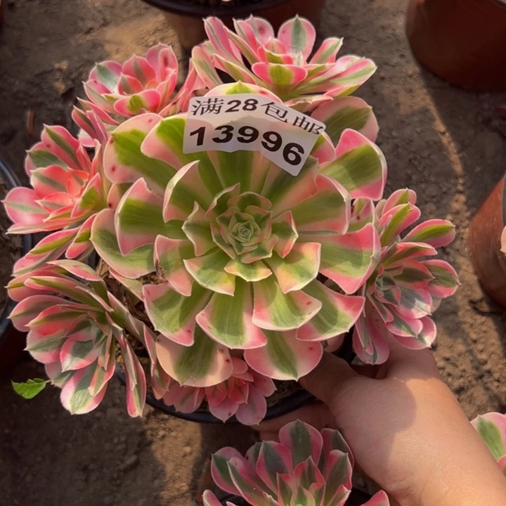 13996女巫多肉植物