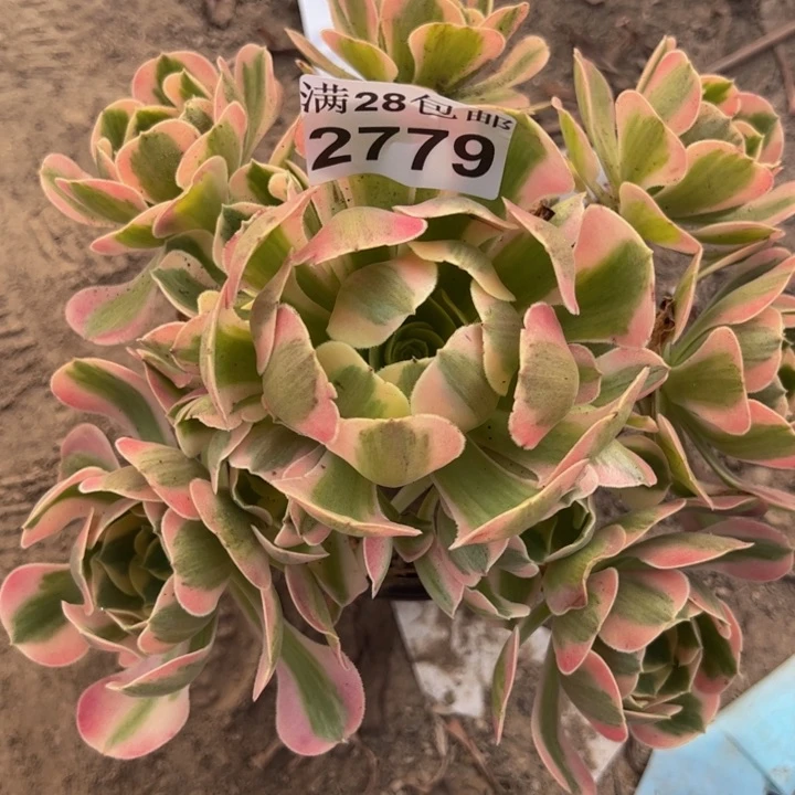 2779粉女郎多肉植物