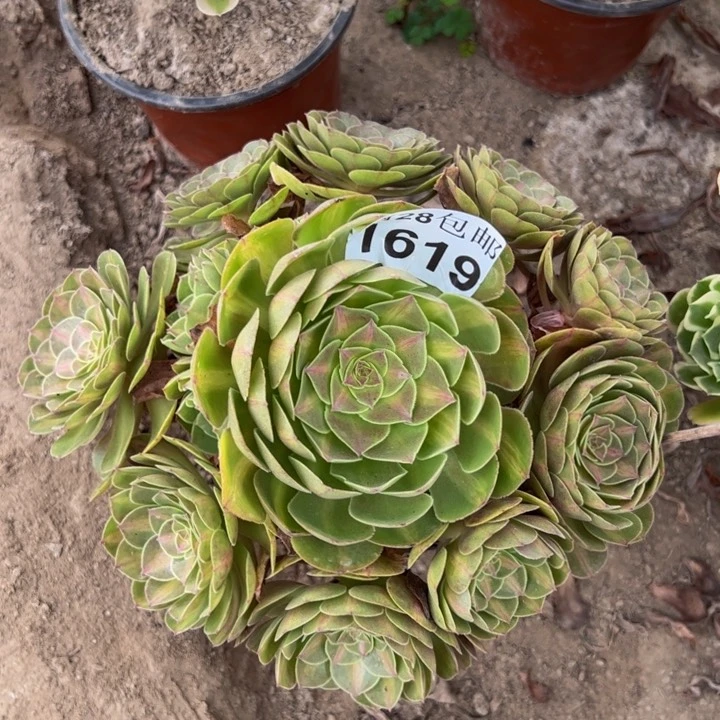 1619抹茶多肉植物