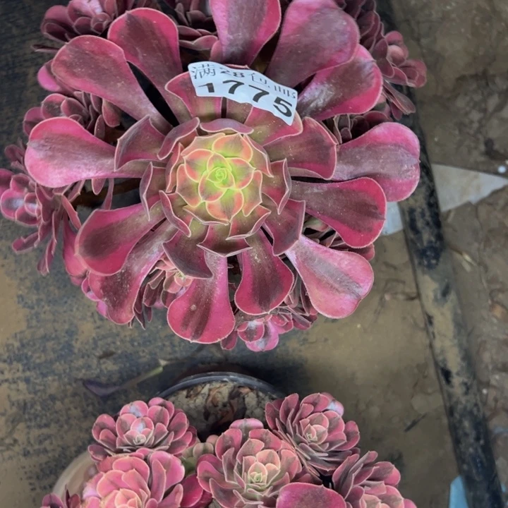 1775美杜莎多肉植物