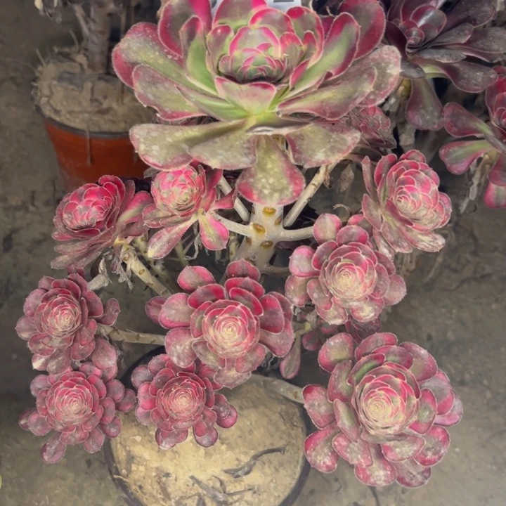 3152丽娜多肉植物