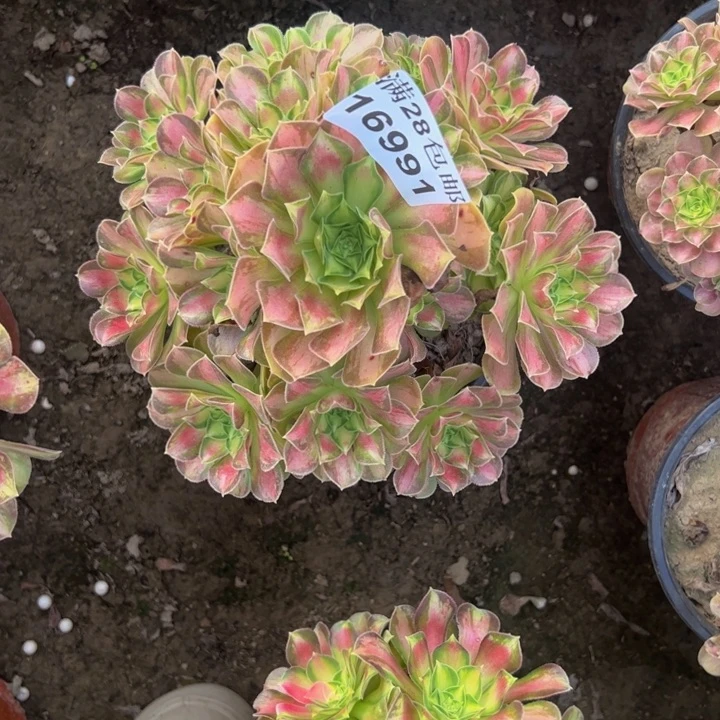 16991韶华多肉植物