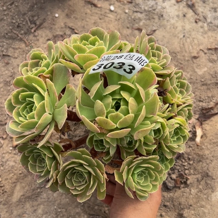3033玫瑰多肉植物